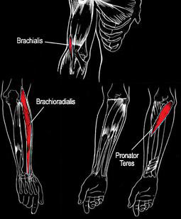 Forearms-Muscle-Anatomy1.jpg