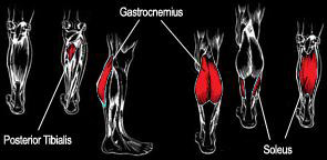 Calves-Muscle-Anatomy